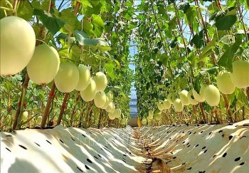 Nhật Bản hỗ trợ gần 160.000 USD phát triển nông nghiệp hữu cơ tại Đồng Tháp