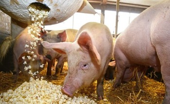 Giá heo hơi giảm nhẹ tại một số tỉnh miền Trung