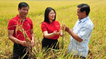 Việt Nam tiên phong phát triển lúa gạo phát thải thấp: Động lực mới cho nông nghiệp xanh