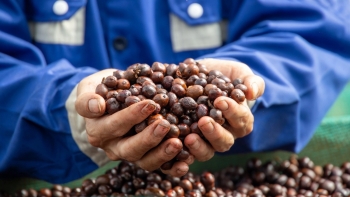 Giá cà phê đồng loạt giảm sau dự báo tích cực từ USDA