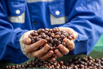 Giá cà phê đồng loạt giảm sau dự báo tích cực từ USDA