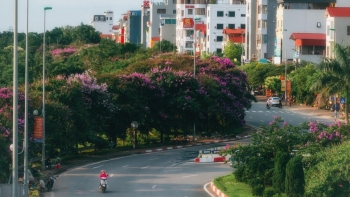 Sắc tím bằng lăng bung nở, làm say lòng phố phường Hà Nội