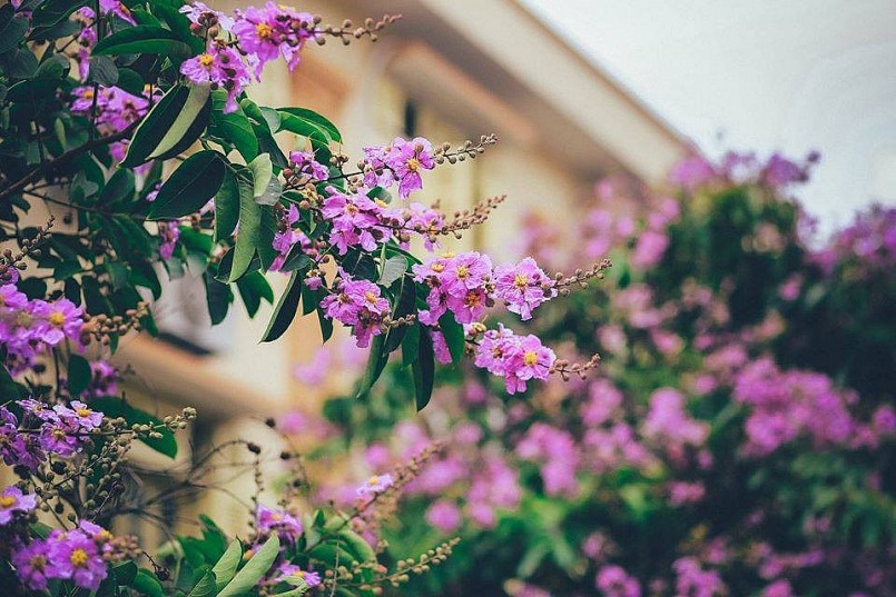 Hoa bằng lăng có màu tím hết sức nổi bật, đôi khi còn là màu hồng nhạt. Khi hoa bằng lăng nở sẽ mọc thành từng chùm có chiều dài từ 20 - 40 cm, mỗi bông hoa có 6 cánh, mỗi cánh dài từ 2 đến 3,5 cm.