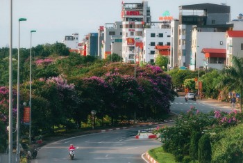 Sắc tím bằng lăng bung nở, làm say lòng phố phường Hà Nội