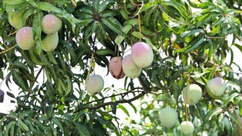 Xoài Úc Cam Lâm rớt giá kỷ lục, hàng nghìn tấn tồn kho