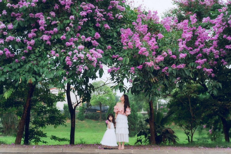 Bằng lăng không kiêu sa, nhưng lại khiến người ta vấn vương bởi chính vẻ đẹp giản dị, thân thuộc ấy.