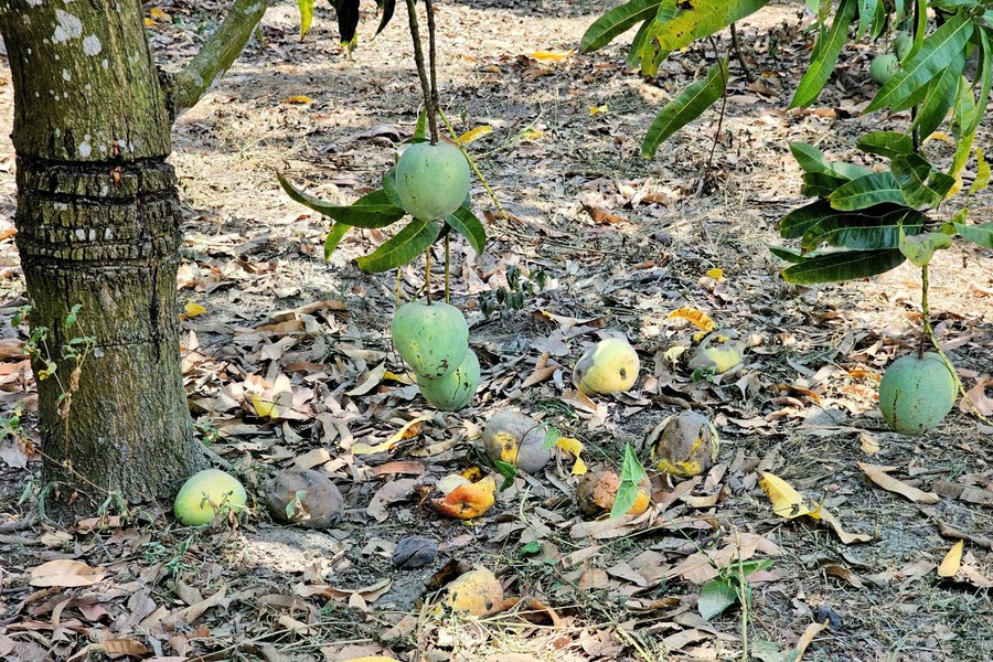 Vì giá thu mua quá rẻ, nhiều chủ vườn không thu hoạch, xoài chín rụng đầy vườn. Ảnh Bá Huy