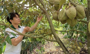 Nông dân 9x ở Đắk Nông trồng sầu riêng hữu cơ cho quả quanh năm, luôn "cháy hàng"