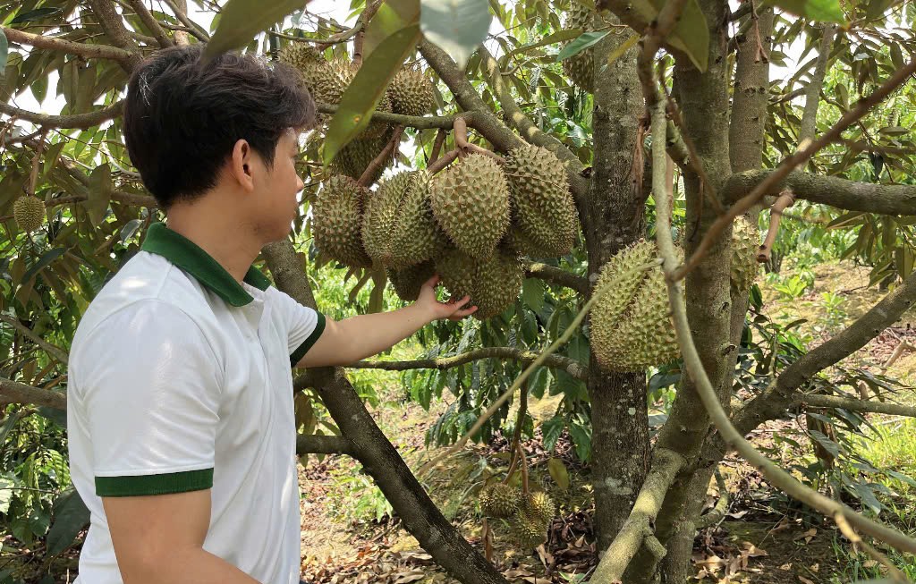 Nông dân 9x ở Đắk Nông trồng sầu riêng hữu cơ cho quả quanh năm, luôn “cháy hàng”