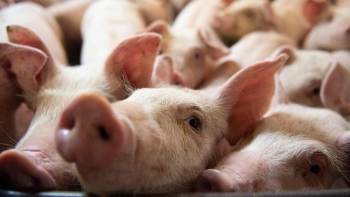 Giá heo hơi miền Nam tăng do nguồn cung suy giảm