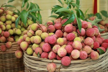 Vải thiều vào vụ sớm, sẵn sàng kênh tiêu thụ trong và ngoài nước