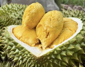 Phó Thủ tướng yêu cầu hành động quyết liệt với ngành sầu riêng