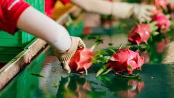 Xuất khẩu rau quả 2025: Củng cố nội lực, vượt rào cản kỹ thuật