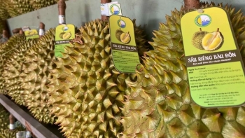 Thêm 829 vùng trồng, 131 cơ sở đóng gói sầu riêng được phép xuất khẩu sang Trung Quốc