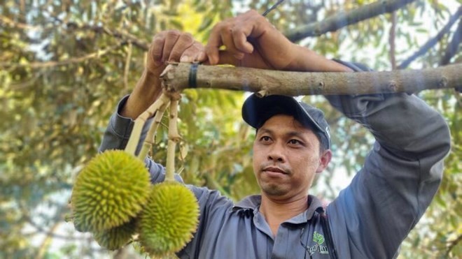 Vĩnh Long còn khoảng 75% diện tích trồng sầu riêng chưa được cấp mã vùng trồng xuất khẩu. Ảnh: Hoàng Lộc