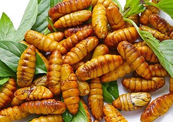 Người đàn ông sốc phản vệ nặng sau khi ăn nhộng tằm