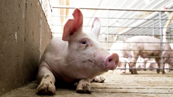 Giá heo hơi giảm nhẹ 1.000 đồng tại miền Bắc