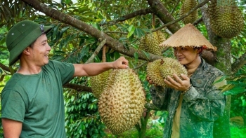 Xây thương hiệu, mở thị trường cho sầu riêng Việt