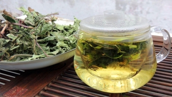 Trà bồ công anh – Thảo dược dân dã, lợi ích vượt ngoài mong đợi