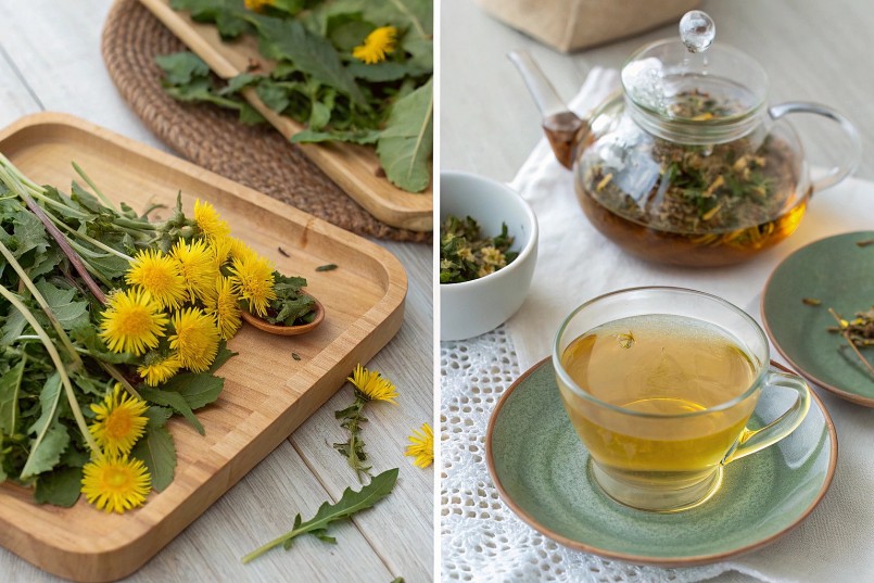 Trà bồ công anh được pha chế từ nhiều bộ phận của cây như hoa, lá, cành và rễ