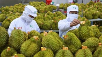 Tái cơ cấu để ngành sầu riêng không “nóng” rồi “nguội”