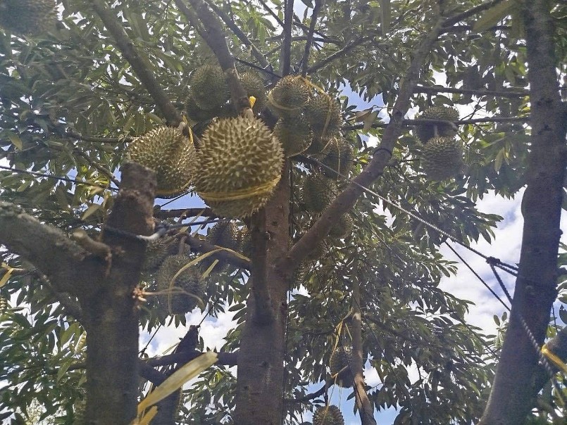 Diện tích trồng sầu riêng trên cả nước tăng gần sáu lần, đạt gần 180.000 ha. 