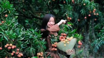 Giá vải tại vườn tăng mạnh – Nông dân phấn khởi