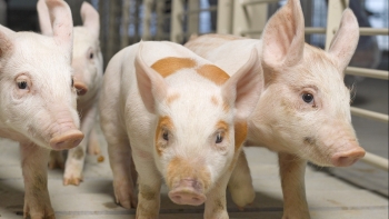 Giá heo hơi ổn định trong ngày đầu tuần