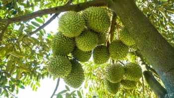 Siết chặt kiểm soát chất lượng, nâng tầm thương hiệu sầu riêng Việt Nam