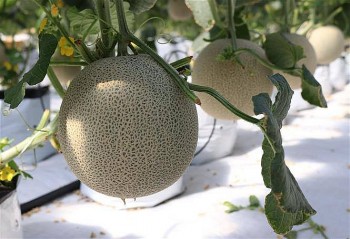 Từ nắng gió đến siêu thị: Hành trình của trái dưa lưới Bình Thuận