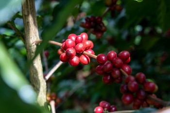 Giá cà phê trái chiều, thị trường trong nước giảm nhẹ