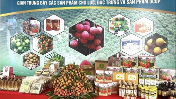 Bắc Giang kết nối vải thiều – lan tỏa thương hiệu nông sản quốc gia