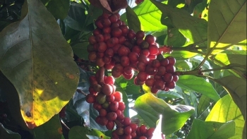 Giá cà phê giảm mạnh trên cả hai sàn giao dịch, thị trường nội địa chịu áp lực