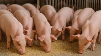 Giá heo hơi tăng nhẹ, lợi nhuận người nuôi khả quan