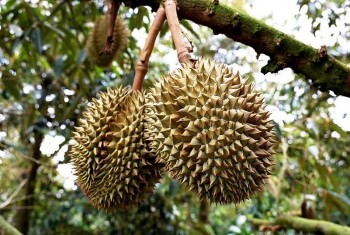 Hải quan vào cuộc tháo gỡ vướng mắc xuất khẩu sầu riêng