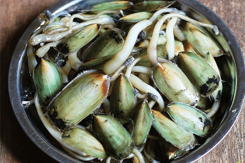 Cà xỉu sống ở các cửa sông, vùng nước lợ.