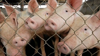 Giá heo hơi tăng nhẹ, triển vọng tái đàn còn nhiều thách thức