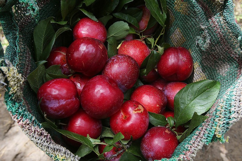 Ưu tiên mận còn cuống, lá tươi xanh, quả căng mọng, tròn đều