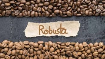Giá cà phê Robusta tiếp tục giảm mạnh, thị trường nội địa theo đà lao dốc
