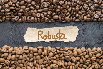 Giá cà phê Robusta tiếp tục giảm mạnh, thị trường nội địa theo đà lao dốc