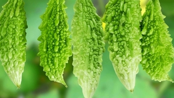 Mướp đắng: Lá chắn bảo vệ gan và sức khỏe toàn diện