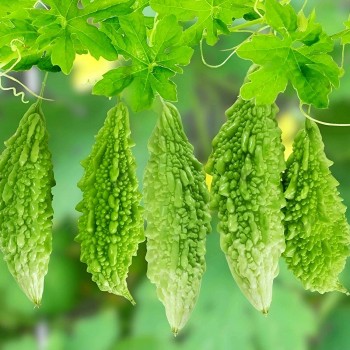 Mướp đắng: Lá chắn bảo vệ gan và sức khỏe toàn diện