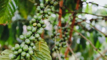 Giá cà phê tiếp tục giảm sâu do nguồn cung tăng từ Brazil