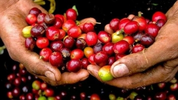 Giá cà phê giữ ổn định, thị trường toàn cầu chịu áp lực nguồn cung