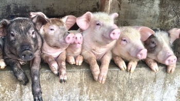 Giá heo hơi đà tăng trở lại, liệu giá có vượt ngưỡng mới?