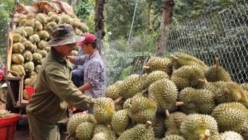 Sầu riêng Việt Nam mất đà đầu năm, kỳ vọng bứt tốc nhờ “luồng xanh”
