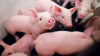 Giá heo hơi biến động trái chiều tại ba miền