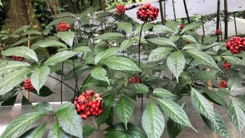 Từ sâm Ngọc Linh đến một trung tâm dược liệu chiến lược