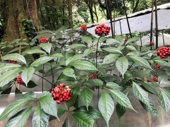 Từ sâm Ngọc Linh đến một trung tâm dược liệu chiến lược