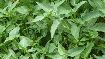 Rau muống bổ dưỡng nhưng không nên ăn sống